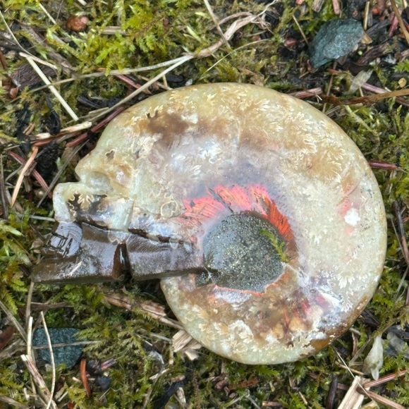 Ammonite Skull - Picture 4 of 9